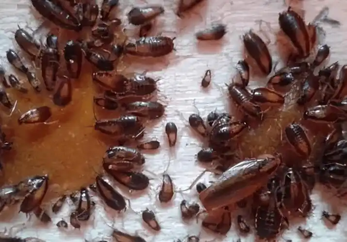 原创晚上踩死的蟑螂没来得及收拾第二天为啥就凭空消失了