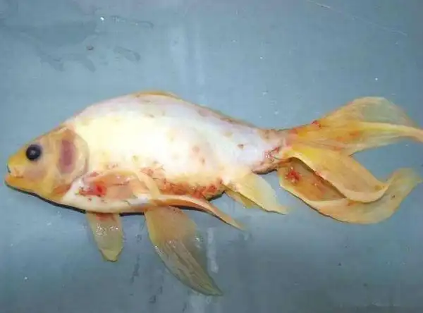 锚头蚤怎么治疗,鱼锚头鳋病用什么药治疗好-兽药招商网