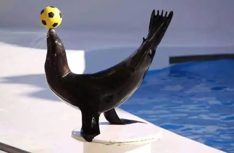 恒大御景半岛——尖叫吧!奇幻海洋节 超萌海狮show来了