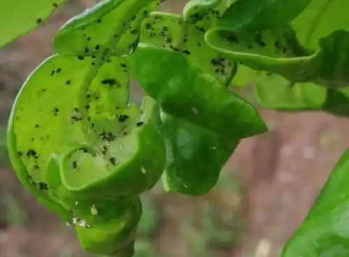 柚子树病虫害如何防治,根据图谱来判断,对症防治