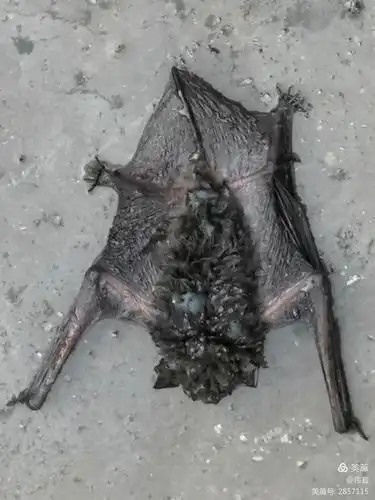 蝙蝠的样子~丑~挺吓人