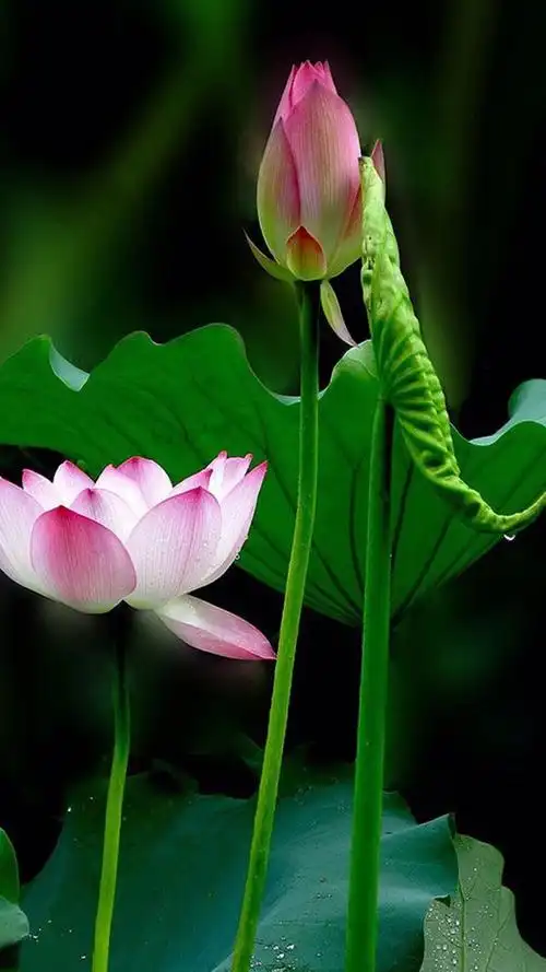 荷花- 堆糖,美图壁纸兴趣社区