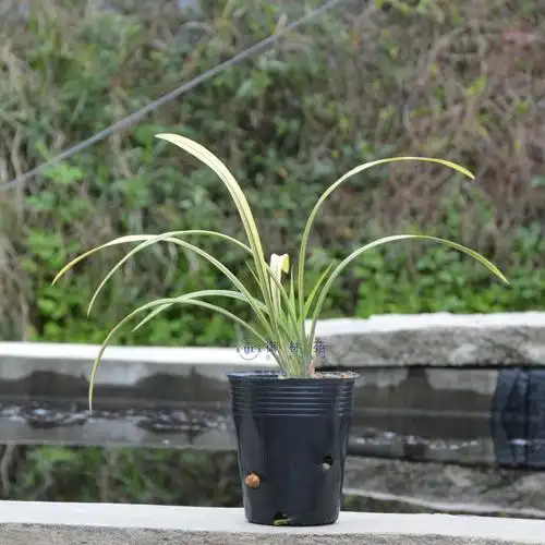 建兰卧龙素兰线艺花苗高档花卉植物盆栽花期时令草本花卉