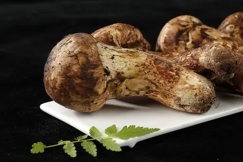 松茸丨淘宝产品拍摄丨"菌中之王"