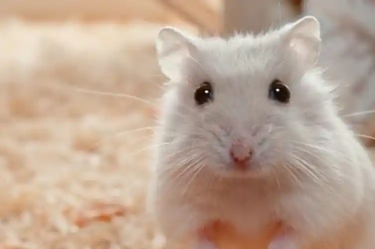 仓鼠怎么养不容易死这些饲养的细节要先掌握