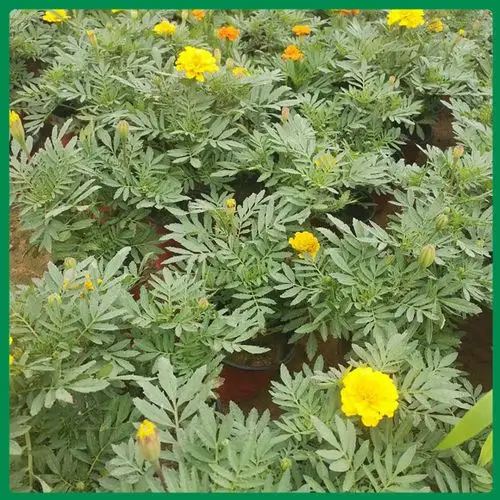 孔雀草小苗 孔雀草 孔雀草批发商 山东孔雀草