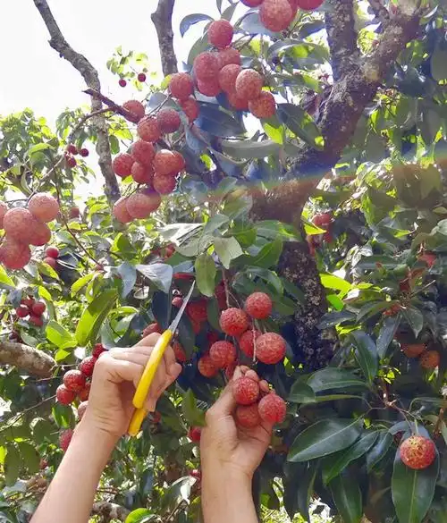 四女一男大热天下梁化摘赖果竟遇到有意思的一幕
