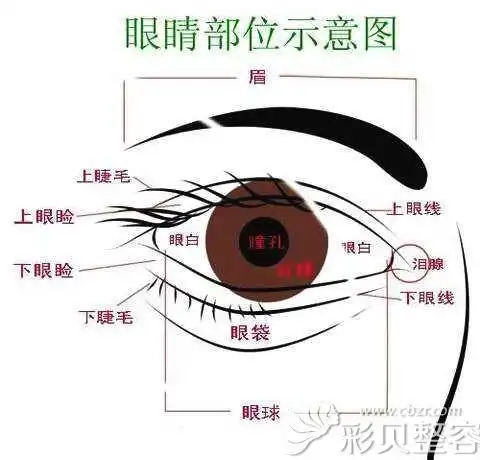 眼睛部位示意图