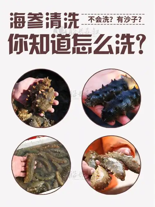 绝这个方法清洗海参不会有沙子好实用