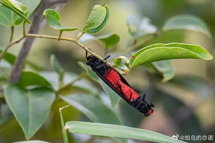 盛夏蝉鸣,黄红绿三种颜色的蝉_高清图集_新浪网