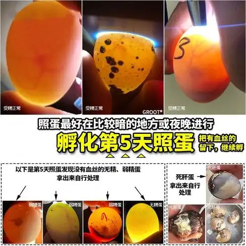 大家看看这玄凤鹦鹉蛋有没有受精达文西生命科学——小鸡孵化!