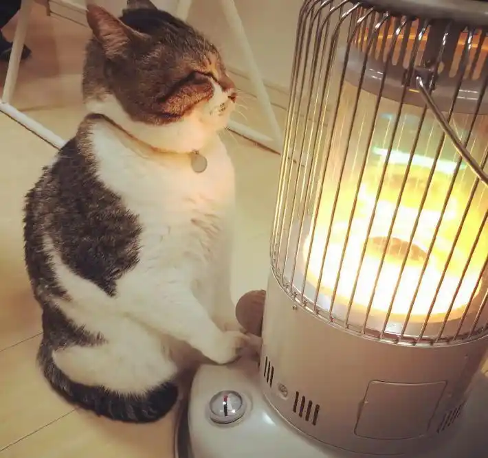 冬天到了,猫咪霸占着烤火炉一脸享受,还不让别人靠近