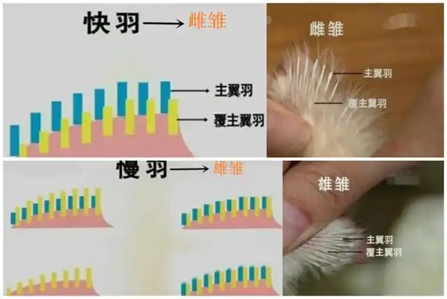 养鸡技术雏鸡雌雄鉴别六法