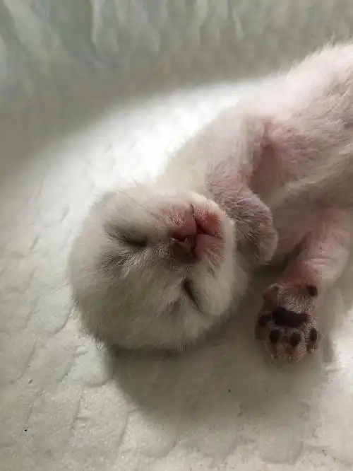 给小宝们找好人家#  小宝们2016年8月15日出生的,两个月了,英短银