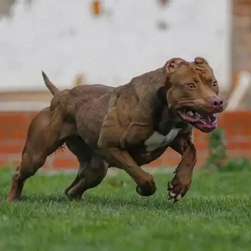 令人不寒而栗的肌肉狗青筋爆出对小主人却很忠诚