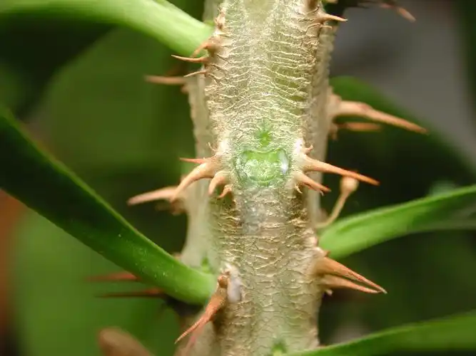 浅谈多肉植物(b2)–迷你麒麟花之托叶刺