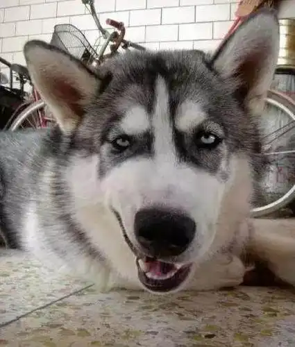 二哈搞笑:表情包