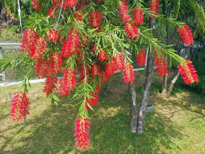 英姿飒爽 风韵独特--《红千层》