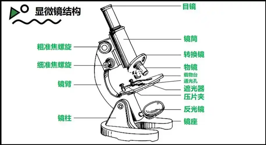 五升六暑期创客第二讲显微镜