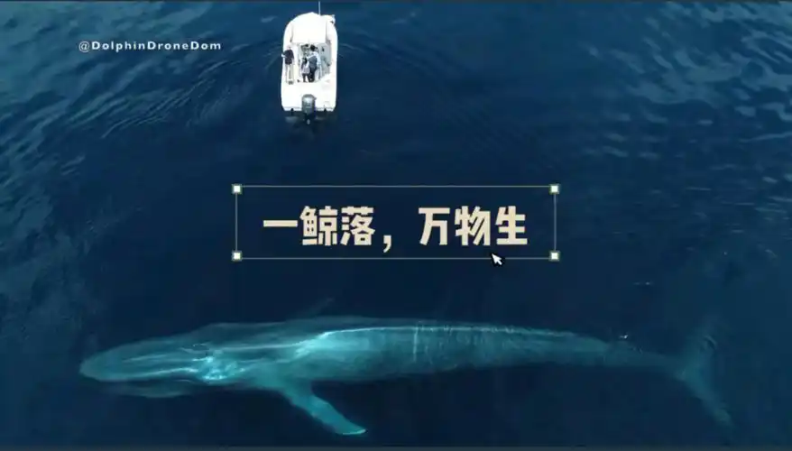 分享刚刚上英语课学到:blue whales这个单词时,听到的很美的的一句话