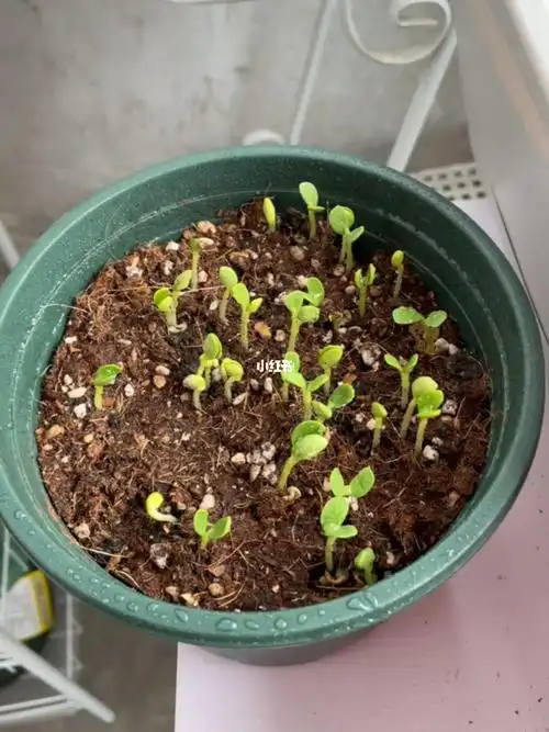 前几天播种的鲁冰花种子都发芽了