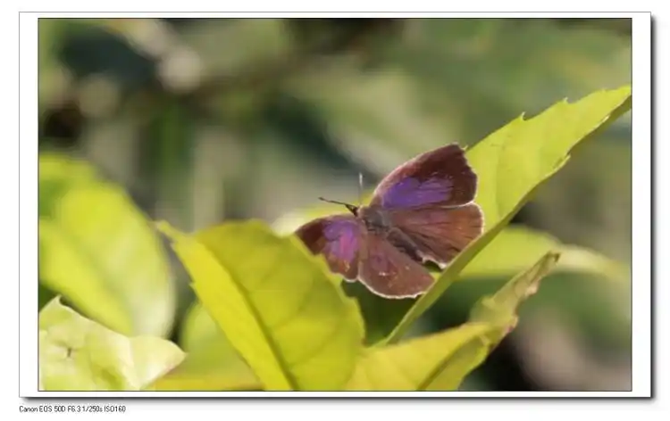 [蝴蝶欣赏]丫灰蝶 - 蝶痴 - 我的博客