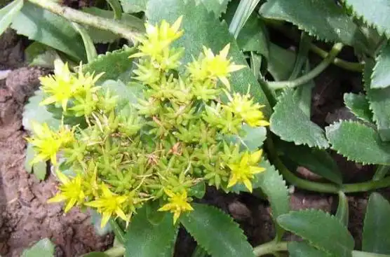 有毒的土三七图片长得像张开的手掌六七片叶子