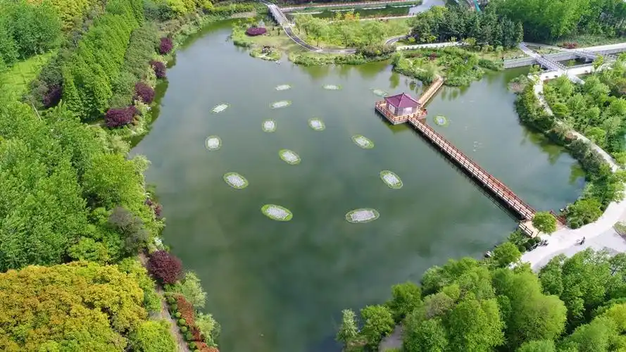 滨江白玉兰迎宾街区桃李缤纷上海这些林长功不可没