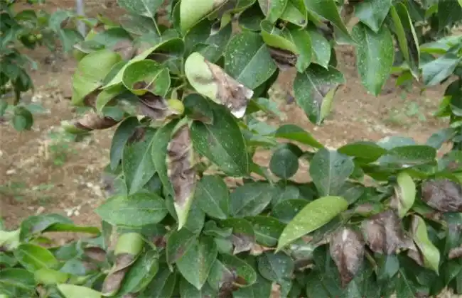 梨树褐斑病怎么治疗