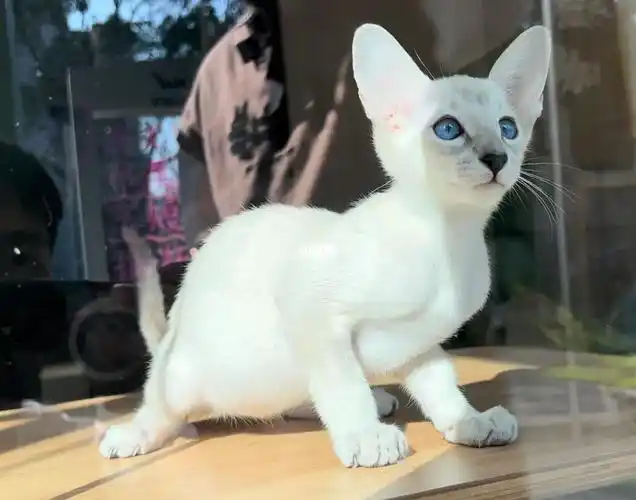 东方短毛猫找新家