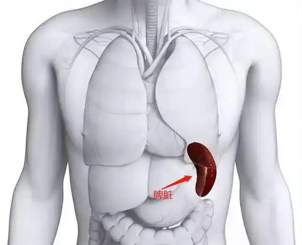 胡金秋脾破裂手术医生告诉你什么是脾破裂严不严重