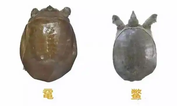 在自然界中,还有一种濒临灭绝的神秘生物,它们和甲鱼(鳖)的相似度高达