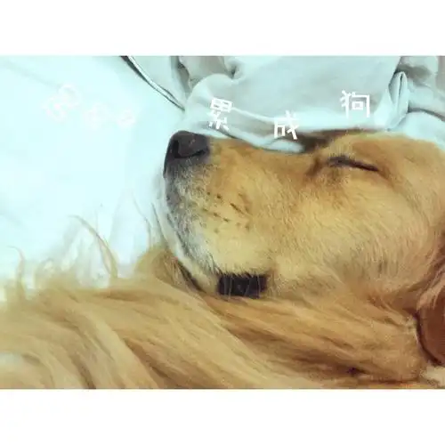 萌宠 金毛狗狗 累成狗(^_^)娃累坏了