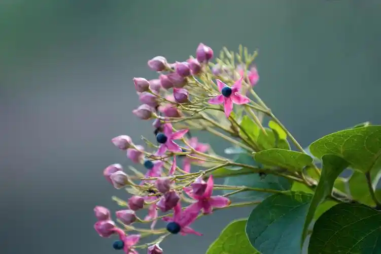 (首发)海州常山
