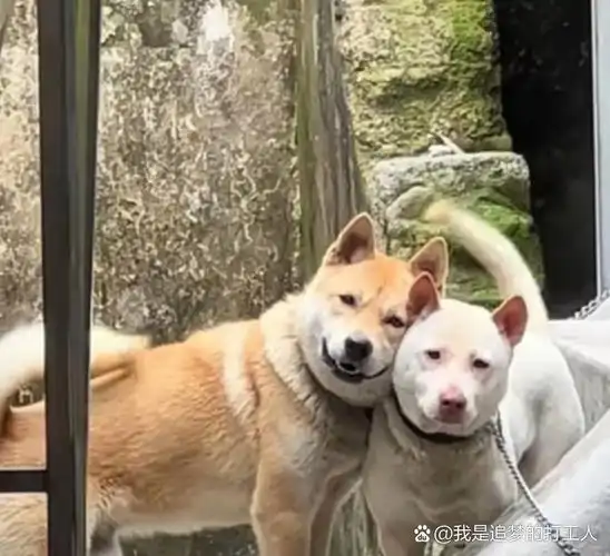 你看它俩,总秀恩爱,一左一右,相依相偎,无言无声,人间浪漫,它们也有!