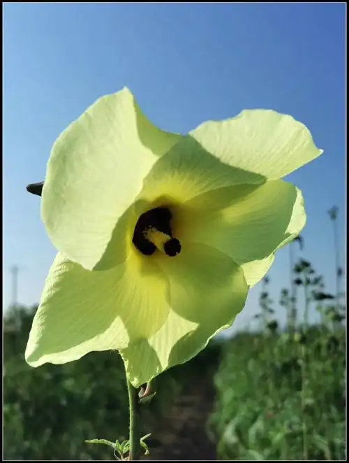 药食同源的"黄秋葵花"
