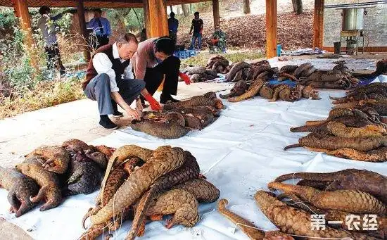 穿山甲是几级保护动物?