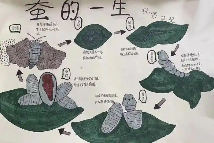 养蚕小报漂亮简单手抄报(精选10张)