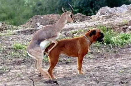 实拍罕见动物异类交配及狮虎交配