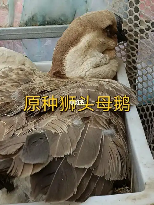 特大种狮头鹅苗  #狮头鹅  #狮子头  #潮汕狮头鹅  #原种狮头鹅