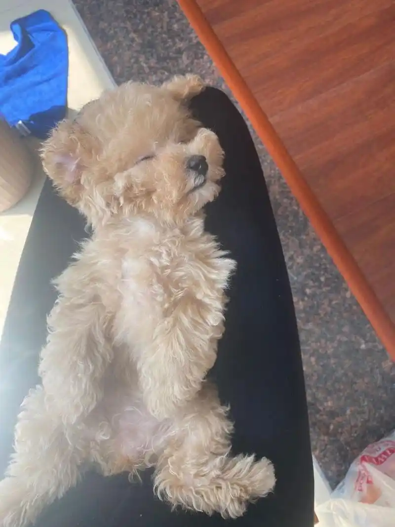 大家说这是泰迪跟比熊的串串吗  大家说这是泰迪跟比熊的串串吗