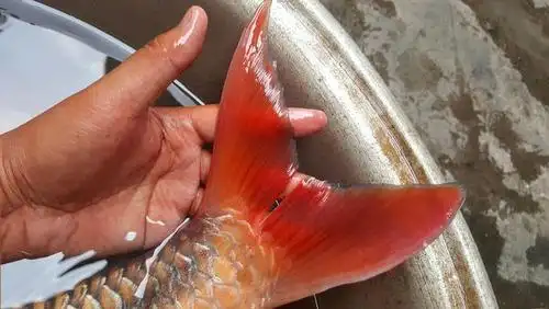 澜沧江里消失的鱼种中国结鱼云南当地百姓俗称红翅膀