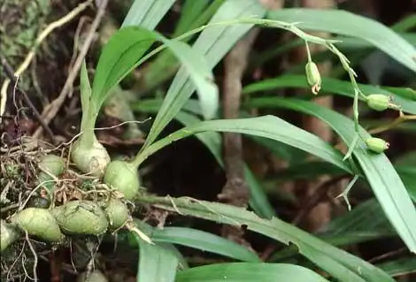 为兰科植物羊耳蒜liparis japonica (miq.)maxim.的带根全草.