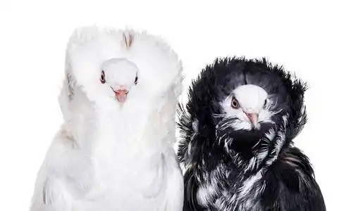 黑白雅各宾派鸽子反对白色背景照片