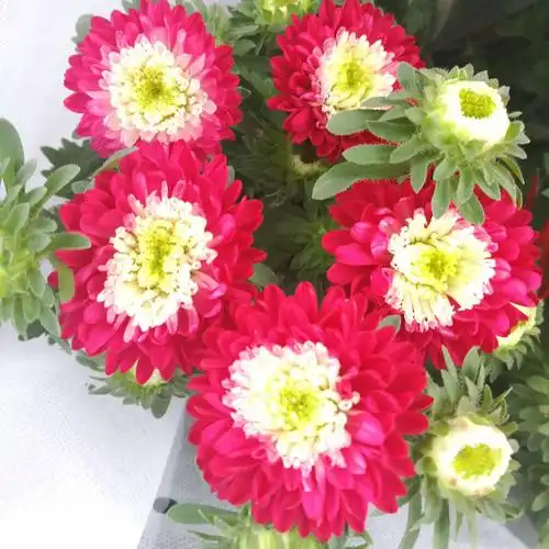 德骊嘉翠菊盆栽五彩菊鲜花植物花苗带花苞阳台庭院四季花卉开花不断