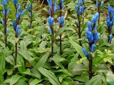 绿茶说 百科 花卉 > 详细内容 龙胆草,原名:龙胆,别名:胆草,草龙胆,山