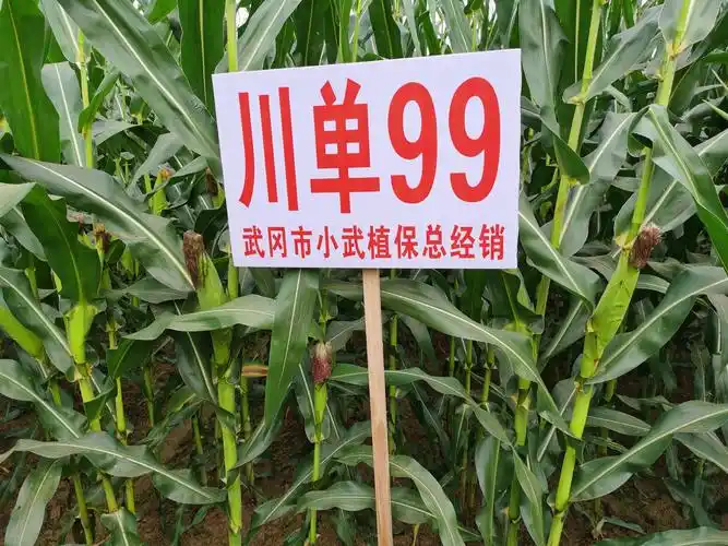 种了川单99,心里想啥全都有