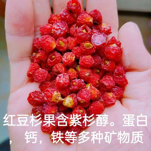 正宗南方红豆杉果实干果红豆杉果子含泡酒泡茶煲汤材 红豆杉果干150克