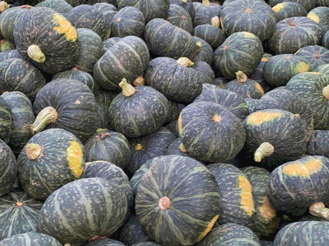 陕北板栗南瓜遇困积压!板栗口感,粉糯香甜,恳请助力!