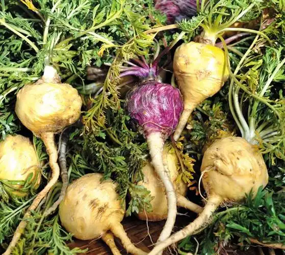 【大金湖滋补中药材】玛卡小课堂